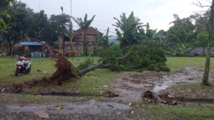 Puting Beliung siang ini melanda wilayah Sifon, Karacak, banyak pohon tumbang dan menimpa rumah warga